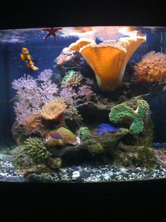 Rated #27: 29 Gallons Reef Tank - 29 Bio Cube Reef Rated #27: 29 Gallons Reef Tank - 29 Bio Cube Reef
