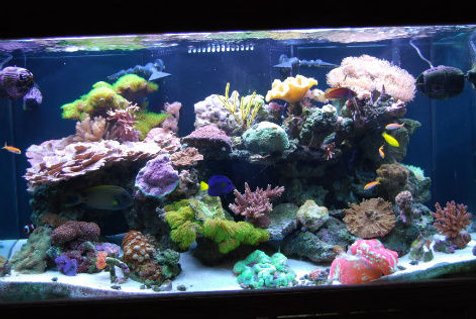Rated #9: 120 Gallons Reef Tank - 120g reef tank Rated #9: 120 Gallons Reef Tank - 120g reef tank