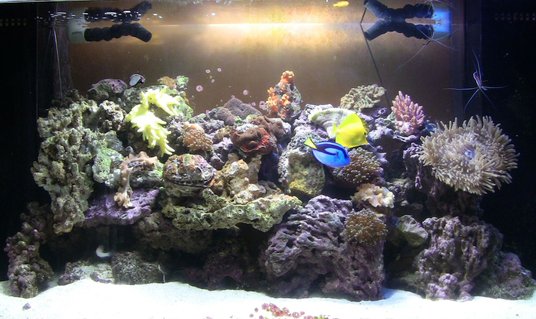 Rated #65: 90 Gallons Reef Tank - 90g truvu acrylic tank with 30g show refugium housing seahorse and several variety of pods. 2x 150 15k and 20k mh. Live rocks/sand/argonite..sps, lps, polyps, soft corals, mushroom, and anemone. Rated #65: 90 Gallons Reef Tank - 90g truvu acrylic tank with 30g show refugium housing seahorse and several variety of pods. 2x 150 15k and 20k mh. Live rocks/sand/argonite..sps, lps, polyps, soft corals, mushroom, and anemone.