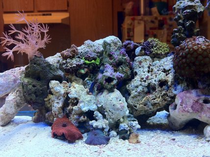 Rated #82: 10 Gallons Reef Tank - 6 week old nano Rated #82: 10 Gallons Reef Tank - 6 week old nano