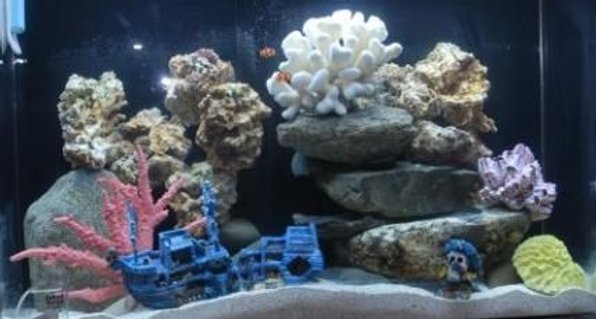 Rated #102: 125 Gallons Reef Tank - my tank at 5 weeks Rated #102: 125 Gallons Reef Tank - my tank at 5 weeks