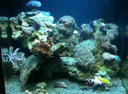 Rated #88: 28 Gallons Reef Tank - Reef tank Rated #88: 28 Gallons Reef Tank - Reef tank