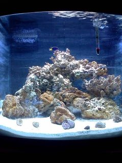 Rated #81: 24 Gallons Reef Tank - New cycling tank as of 06/15/2011 it is 6 weeks old Rated #81: 24 Gallons Reef Tank - New cycling tank as of 06/15/2011 it is 6 weeks old