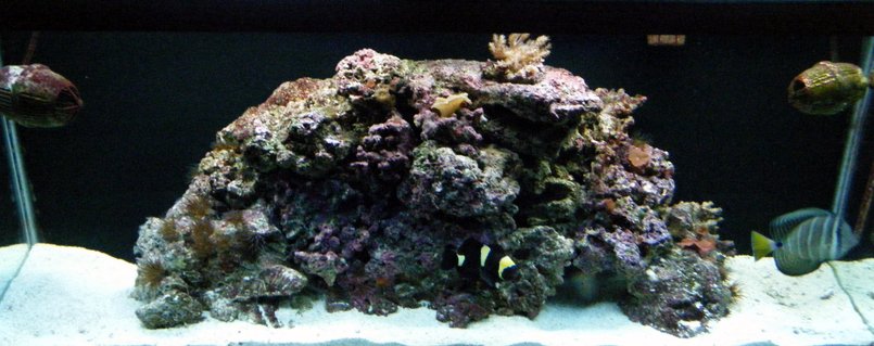 Rated #90: 55 Gallons Reef Tank - 55 gallon Rated #90: 55 Gallons Reef Tank - 55 gallon