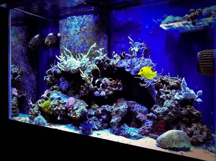 Rated #21: 65 Gallons Reef Tank - Mojo's 65 RR MH+T5 Rated #21: 65 Gallons Reef Tank - Mojo's 65 RR MH+T5