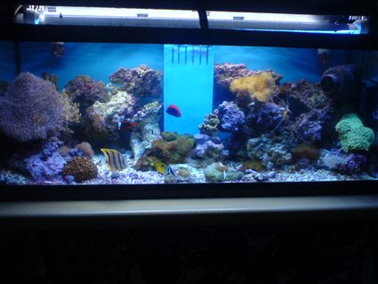 Rated #98: 70 Gallons Reef Tank - My 4ft Reef Tank Rated #98: 70 Gallons Reef Tank - My 4ft Reef Tank