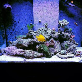 Rated #30: 70 Gallons Reef Tank - My reef Rated #30: 70 Gallons Reef Tank - My reef