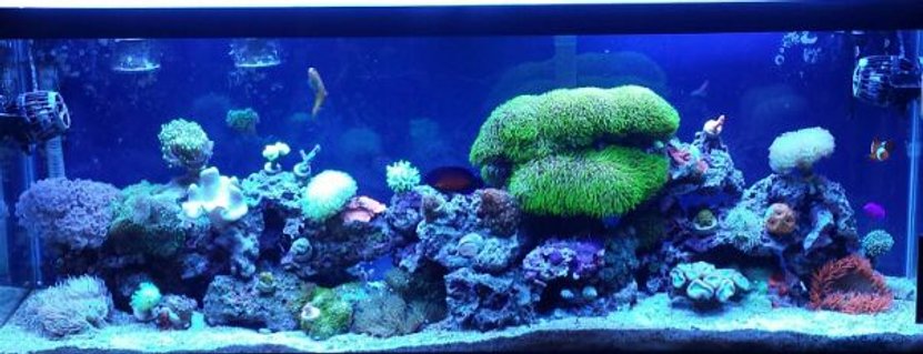 Rated #23: 50 Gallons Reef Tank - My 50 gallon sumpless reef. Rated #23: 50 Gallons Reef Tank - My 50 gallon sumpless reef.