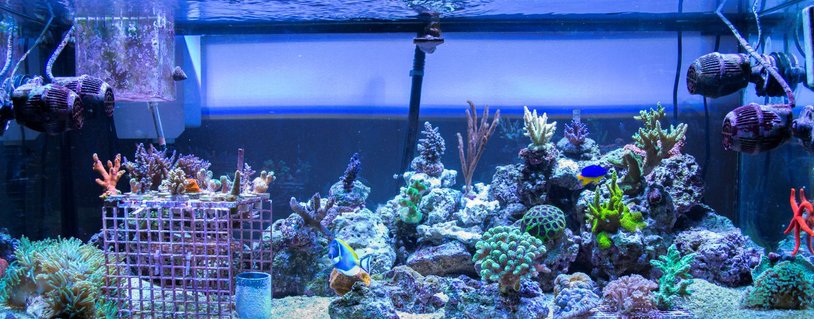 Rated #28: 75 Gallons Reef Tank - 75 gallon SPS Dominated Mixed Reef Tank Rated #28: 75 Gallons Reef Tank - 75 gallon SPS Dominated Mixed Reef Tank
