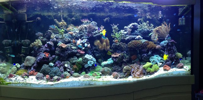 Rated #4: 65 Gallons Reef Tank - My tank Rated #4: 65 Gallons Reef Tank - My tank