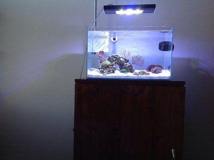 Rated #21: 12 Gallons Reef Tank - Mr Aqua 11.8 Rated #21: 12 Gallons Reef Tank - Mr Aqua 11.8