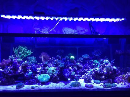 Rated #18: 400 Gallons Reef Tank - my reef tank Rated #18: 400 Gallons Reef Tank - my reef tank