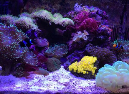 Rated #12: 29 Gallons Reef Tank - Corals: (GreenTipFrogspawn-x3), (GreenStarPolyps), (Mushrooms:Green,Blue,Orange), (SunCoral), (DuncanCoral-x2), (PulsingXenia), (NeonGreenBubbleCoral), (Zoanthids-BlueBerryFields), (WarPaintFavia)
Inverts: (RedEncrustedTubeWorms)
Macro: (OrangeSpec.DragonsBreath) Rated #12: 29 Gallons Reef Tank - Corals: (GreenTipFrogspawn-x3), (GreenStarPolyps), (Mushrooms:Green,Blue,Orange), (SunCoral), (DuncanCoral-x2), (PulsingXenia), (NeonGreenBubbleCoral), (Zoanthids-BlueBerryFields), (WarPaintFavia)
Inverts: (RedEncrustedTubeWorms)
Macro: (OrangeSpec.DragonsBreath)