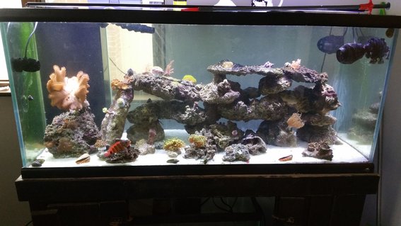Rated #16: 75 Gallons Reef Tank - 75 with one hawk Rated #16: 75 Gallons Reef Tank - 75 with one hawk