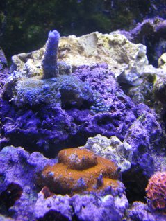 Rated #19: 180 Gallons Reef Tank - Superman stag Rated #19: 180 Gallons Reef Tank - Superman stag