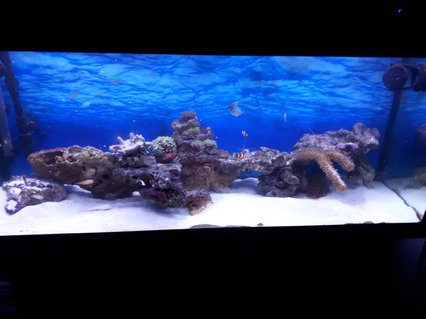 Rated #20: 64 Gallons Reef Tank - Newly established about 4 months old, only introduced a few soft corals and fish into it this month once tank was fully cycled and clean up crew got to work Rated #20: 64 Gallons Reef Tank - Newly established about 4 months old, only introduced a few soft corals and fish into it this month once tank was fully cycled and clean up crew got to work