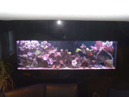 Rated #83: 300 Gallons Reef Tank - My 300 gallon in-wall salt water reef tank. Wall is black granite - which makes taking pics a bit hard. Enjoy. Rated #83: 300 Gallons Reef Tank - My 300 gallon in-wall salt water reef tank. Wall is black granite - which makes taking pics a bit hard. Enjoy.
