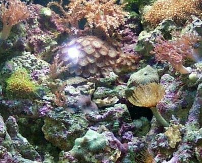 Rated #100: 24 Gallons Reef Tank - 24 Gallon Nano Tank full of Xenia, Colt, Mushrooms, Zoots, Polyps, Feather Duster, Micro Algea and a few fish too! Rated #100: 24 Gallons Reef Tank - 24 Gallon Nano Tank full of Xenia, Colt, Mushrooms, Zoots, Polyps, Feather Duster, Micro Algea and a few fish too!