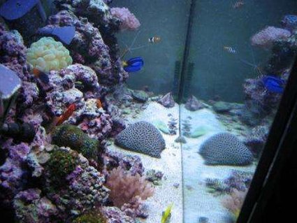 Rated #99: 80 Gallons Reef Tank - My 80 gallon reef Rated #99: 80 Gallons Reef Tank - My 80 gallon reef