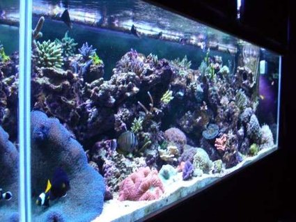 Rated #20: 180 Gallons Reef Tank - The only full tank shot I could get was from an angle but it makes for a neat picture. Rated #20: 180 Gallons Reef Tank - The only full tank shot I could get was from an angle but it makes for a neat picture.