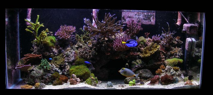Rated #29: 85 Gallons Reef Tank - 85 gallon reef Rated #29: 85 Gallons Reef Tank - 85 gallon reef