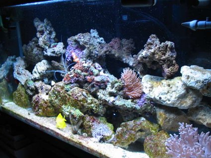Rated #88: 38 Gallons Reef Tank - Full tank veiw Rated #88: 38 Gallons Reef Tank - Full tank veiw