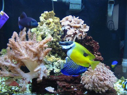 Rated #82: 55 Gallons Reef Tank - 55 gal tank mang Rated #82: 55 Gallons Reef Tank - 55 gal tank mang