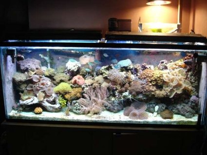 Rated #77: 112 Gallons Reef Tank - 100 gal reef Rated #77: 112 Gallons Reef Tank - 100 gal reef