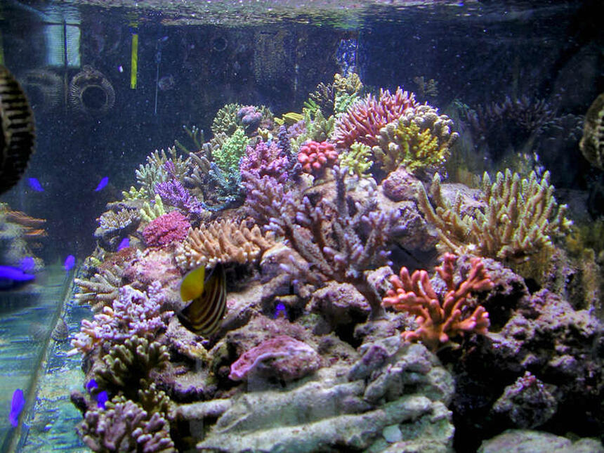 Rated #7: 200 Gallons Reef Tank - 160x60x60 cm 2 x400w HQI
skimmer BK 250 Internal
reactor calciun handycraft
n° 2 Vortech Ecotech Marine Rated #7: 200 Gallons Reef Tank - 160x60x60 cm 2 x400w HQI
skimmer BK 250 Internal
reactor calciun handycraft
n° 2 Vortech Ecotech Marine