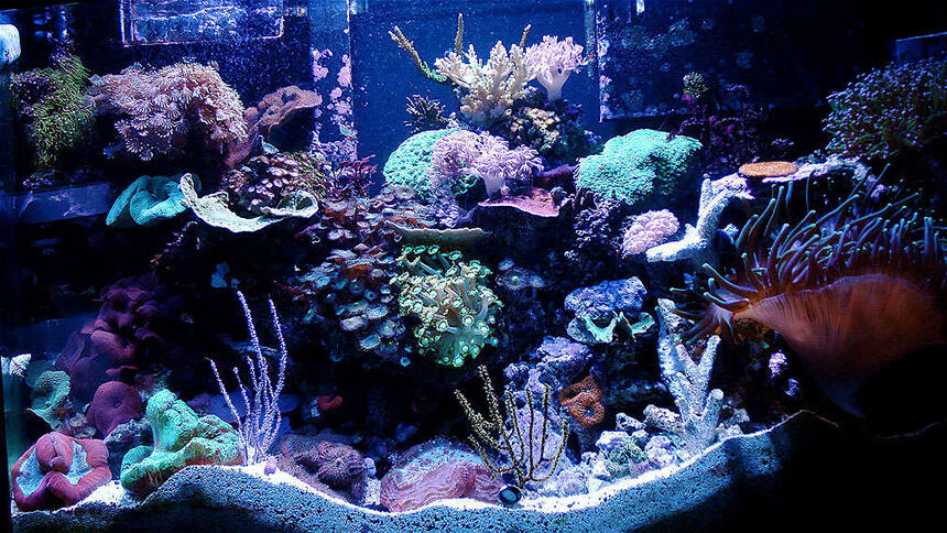 Rated #9: 46 Gallons Reef Tank - 46 Gallon Bow Rated #9: 46 Gallons Reef Tank - 46 Gallon Bow