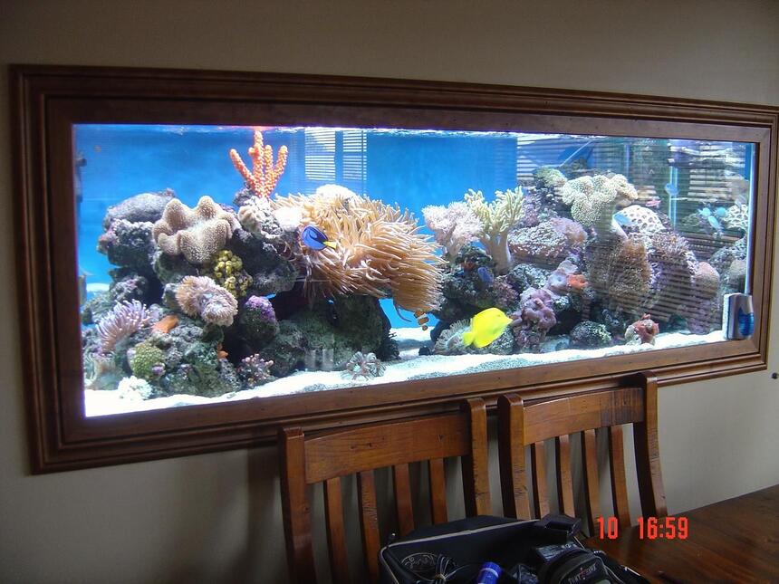 Rated #7: 185 Gallons Reef Tank - my tank Rated #7: 185 Gallons Reef Tank - my tank