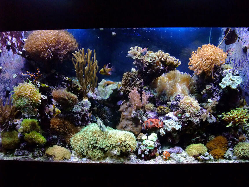 Rated #3: 130 Gallons Reef Tank - 130 Gal Mixed Reef,close to 4 years old. Rated #3: 130 Gallons Reef Tank - 130 Gal Mixed Reef,close to 4 years old.