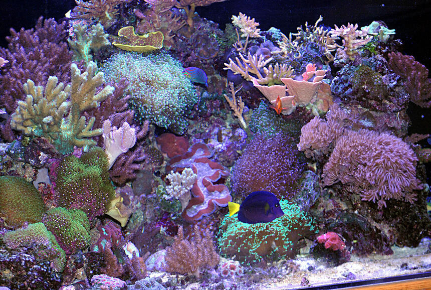 Rated #4: 180 Gallons Reef Tank - right side of 180 pentagon Rated #4: 180 Gallons Reef Tank - right side of 180 pentagon