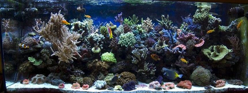 Rated #10: 540 Gallons Reef Tank - tank05 Rated #10: 540 Gallons Reef Tank - tank05