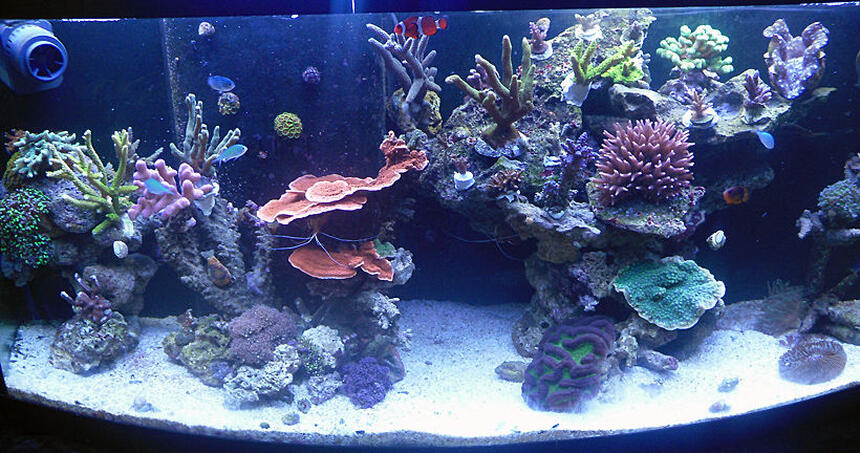 Rated #8: 72 Gallons Reef Tank - My 72g SPS tank Rated #8: 72 Gallons Reef Tank - My 72g SPS tank