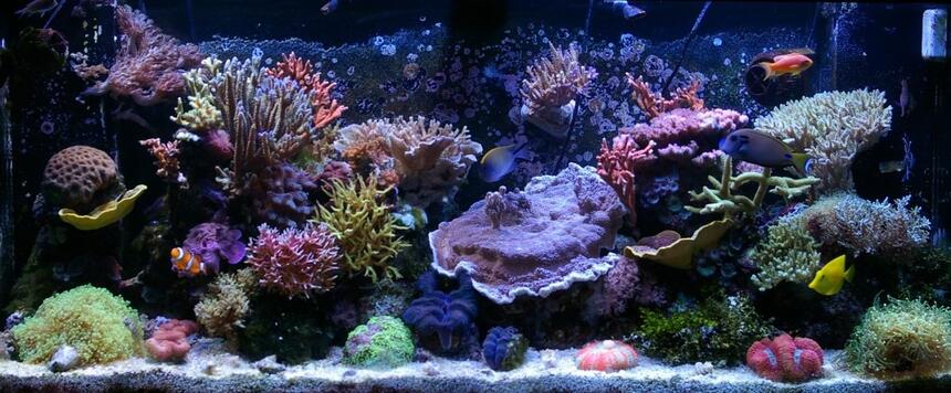 Rated #2: 150 Gallons Reef Tank - 150g SPS Rated #2: 150 Gallons Reef Tank - 150g SPS