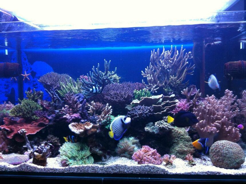 Rated #8: 100 Gallons Reef Tank - front view Rated #8: 100 Gallons Reef Tank - front view