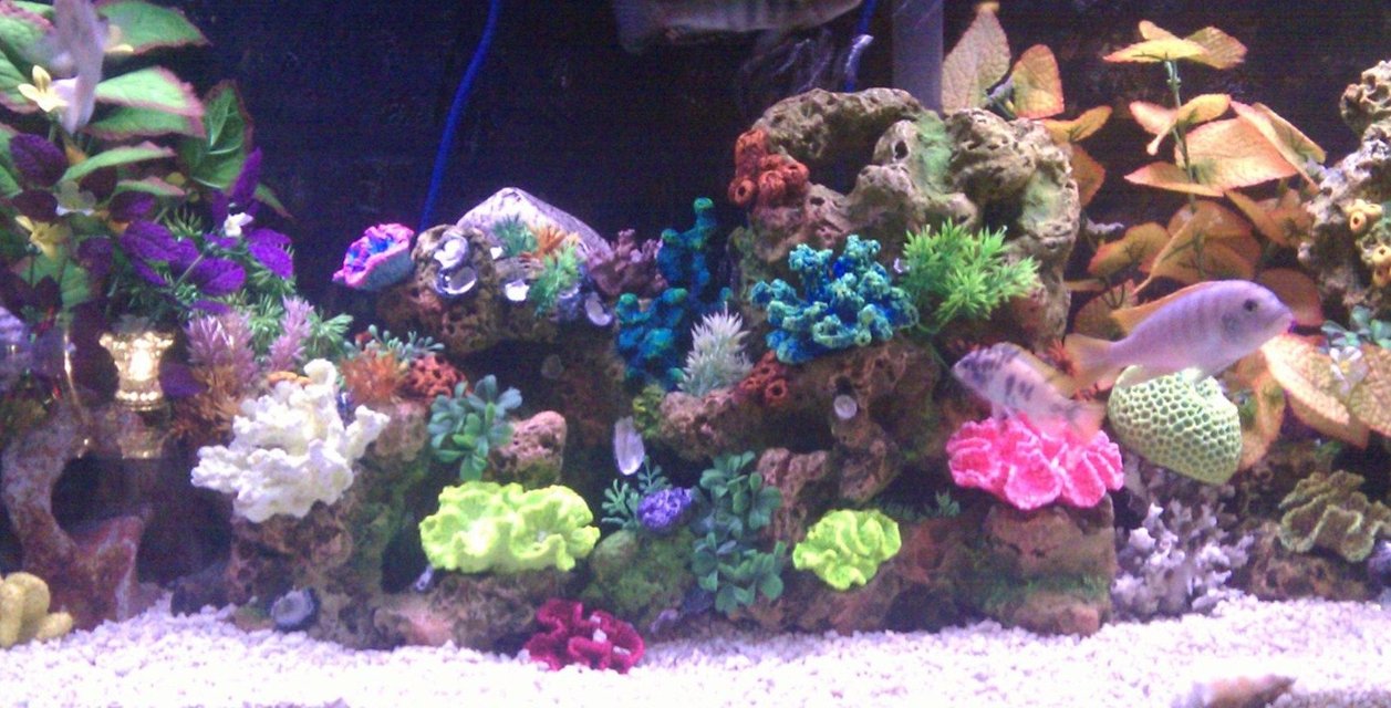 Rated #89: 55 Gallons Reef Tank Rated #89: 55 Gallons Reef Tank