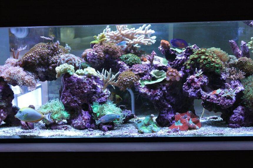 Rated #6: 120 Gallons Reef Tank - My living room Aquascape Rated #6: 120 Gallons Reef Tank - My living room Aquascape