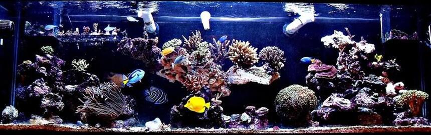 Rated #3: 125 Gallons Reef Tank - ~125 Gallon SPS Dominant Predator Reef ~ Rated #3: 125 Gallons Reef Tank - ~125 Gallon SPS Dominant Predator Reef ~
