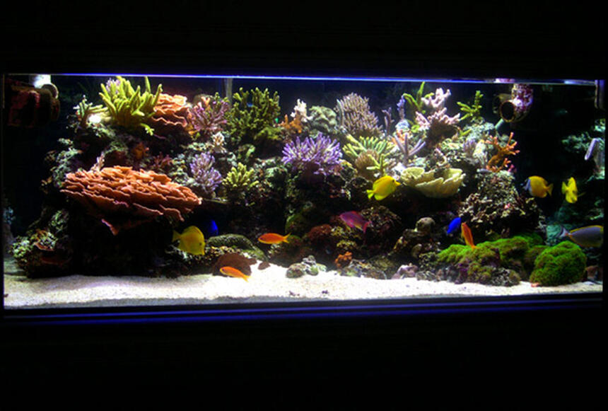 Rated #3: 225 Gallons Reef Tank - Main Tank: 225gl Starphire (60Lx36Wx24H) Euro-Braced Reef Tank
Water Movement: TUNZE 6100 Stream, SEIO 1500, One Aquaclear 270 Powerhead
Main Pump: Sequence DART
Skimmer: Deltec AP851
Calcium Reactor: GEO Calcium Reactor
Main Lighting: Two 250 watt Metal Halide housed in Lumenarc III Reflectors
Bulbs: Two XM 10K 250 Watt SE - Three 140 watt VHO (Two Uri Actinic, One Actinic White)
Ballasts: Two Hellolights ARO PRO Series Ballasts M58
Sump: 45gl sump, 4 cups of carbon changed every month. Small Refugium in sump.
Top Off: Tank is topped off with Kalkwasser using a Deltec KM500 Kalk Stirrer
Water Parameters:
Calcium: ~ 400 PPM
Alkalinity: ~ 7.5dKH
Specific Gravity: ~1.026
pH: ~ 8.23
Temperature:~ 77.4 - 79.0
Nitrate: Undetectable
Phosphate: Undetectable Rated #3: 225 Gallons Reef Tank - Main Tank: 225gl Starphire (60Lx36Wx24H) Euro-Braced Reef Tank
Water Movement: TUNZE 6100 Stream, SEIO 1500, One Aquaclear 270 Powerhead
Main Pump: Sequence DART
Skimmer: Deltec AP851
Calcium Reactor: GEO Calcium Reactor
Main Lighting: Two 250 watt Metal Halide housed in Lumenarc III Reflectors
Bulbs: Two XM 10K 250 Watt SE - Three 140 watt VHO (Two Uri Actinic, One Actinic White)
Ballasts: Two Hellolights ARO PRO Series Ballasts M58
Sump: 45gl sump, 4 cups of carbon changed every month. Small Refugium in sump.
Top Off: Tank is topped off with Kalkwasser using a Deltec KM500 Kalk Stirrer
Water Parameters:
Calcium: ~ 400 PPM
Alkalinity: ~ 7.5dKH
Specific Gravity: ~1.026
pH: ~ 8.23
Temperature:~ 77.4 - 79.0
Nitrate: Undetectable
Phosphate: Undetectable