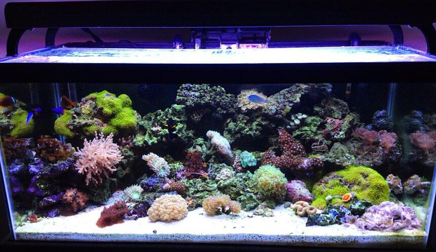 Rated #5: 45 Gallons Reef Tank - front shot of aquarium Rated #5: 45 Gallons Reef Tank - front shot of aquarium