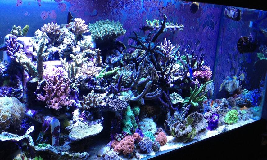 Rated #4: 110 Gallons Reef Tank - Sps tank Rated #4: 110 Gallons Reef Tank - Sps tank