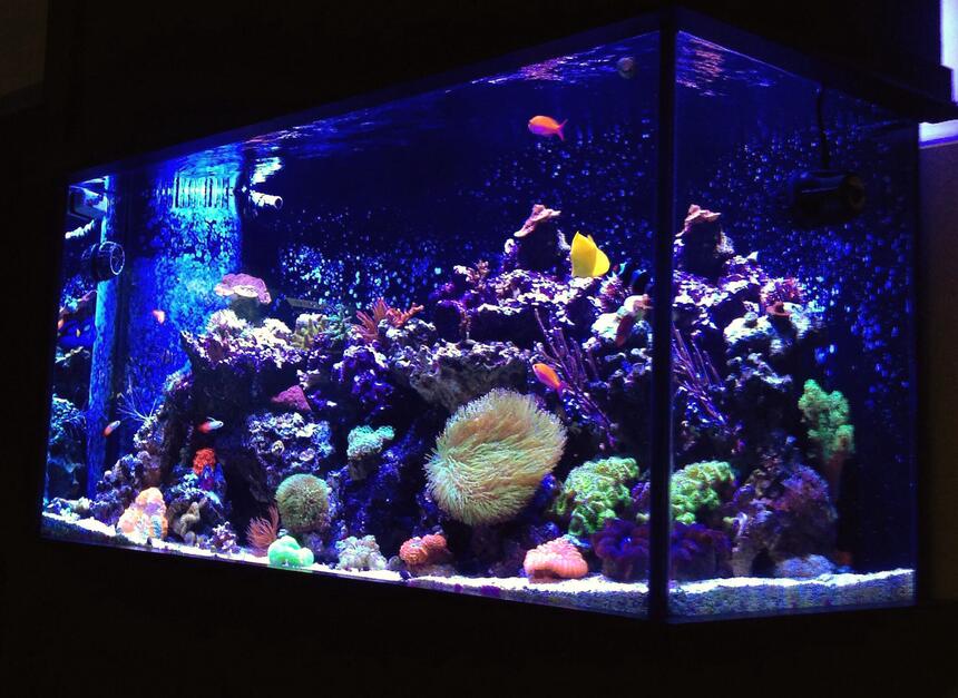 Rated #6: 90 Gallons Reef Tank - 90 Gallon Mixed Reef Rated #6: 90 Gallons Reef Tank - 90 Gallon Mixed Reef