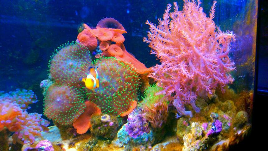 Rated #7: 20 Gallons Reef Tank - Clown fish..Kenya tree..green star polyps...green hairy mushroom..red mushroom..purple/orange ricordea..waving hands Rated #7: 20 Gallons Reef Tank - Clown fish..Kenya tree..green star polyps...green hairy mushroom..red mushroom..purple/orange ricordea..waving hands