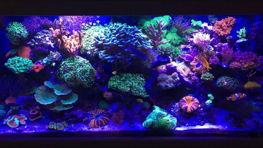 Rated #2: 90 Gallons Reef Tank - My 90 gallon mixed Reef Rated #2: 90 Gallons Reef Tank - My 90 gallon mixed Reef