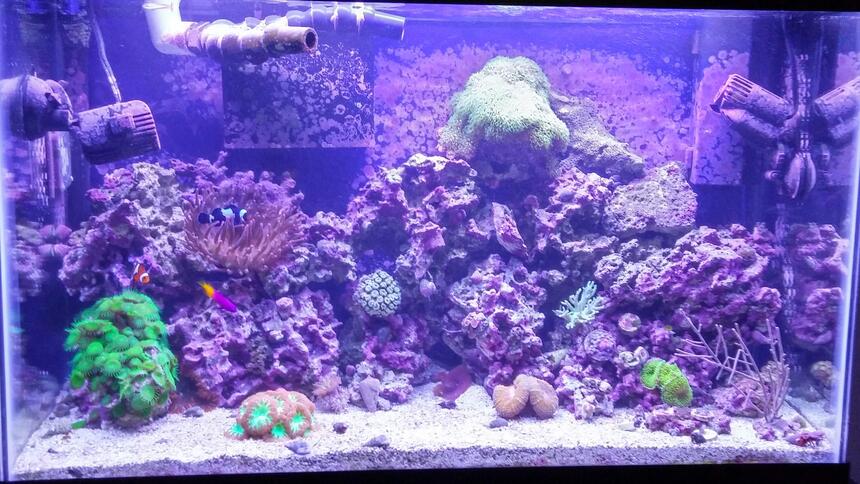 Rated #8: 29 Gallons Reef Tank - Reef tank Rated #8: 29 Gallons Reef Tank - Reef tank