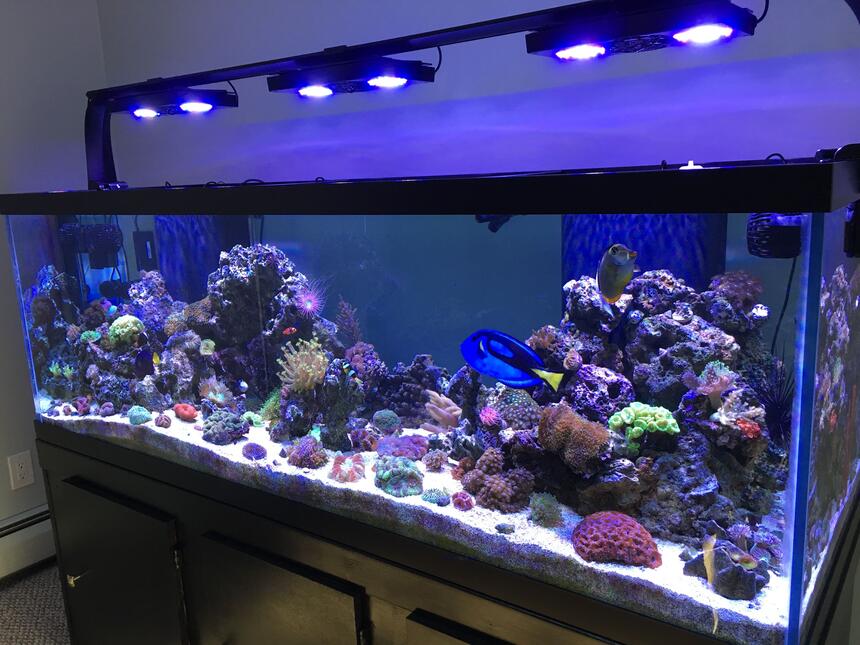 Rated #3: 180 Gallons Reef Tank - My 180 gallon reef tank! Rated #3: 180 Gallons Reef Tank - My 180 gallon reef tank!