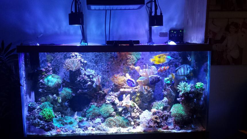 Rated #10: 90 Gallons Reef Tank - My favorite Rated #10: 90 Gallons Reef Tank - My favorite