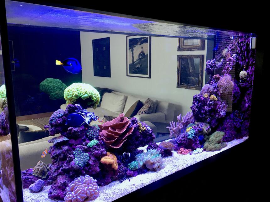 Rated #4: 90 Gallons Reef Tank - Reef it Rated #4: 90 Gallons Reef Tank - Reef it